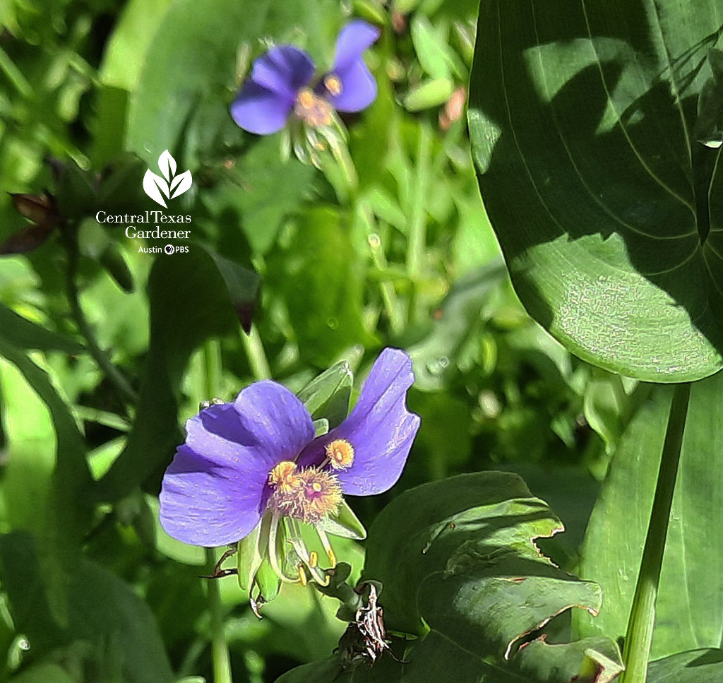 lavender-blue little wildflower that looks like a face