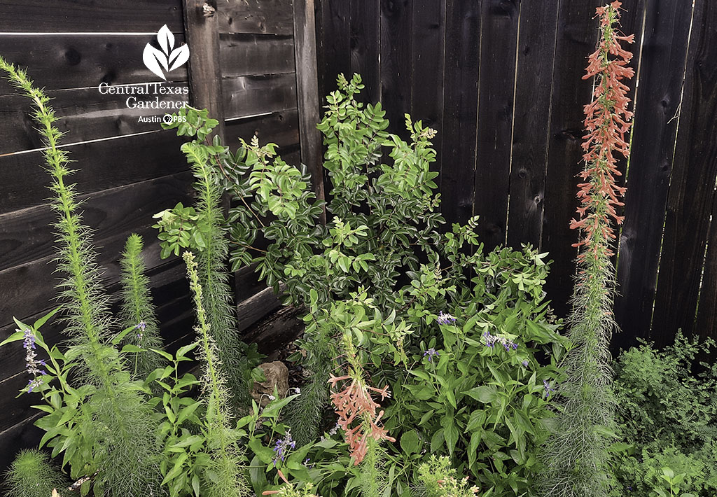 red flowering tall wildflower against evergreen small shrub