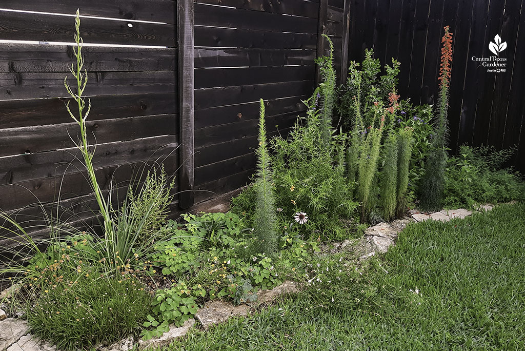 tall and short plants next to fence