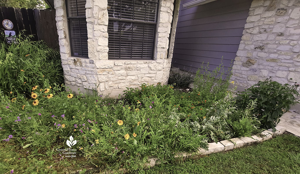 foliage and flowers of native perennials as foundation planting