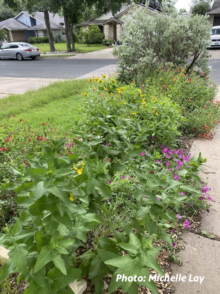 wildflowers and perennials along driveway