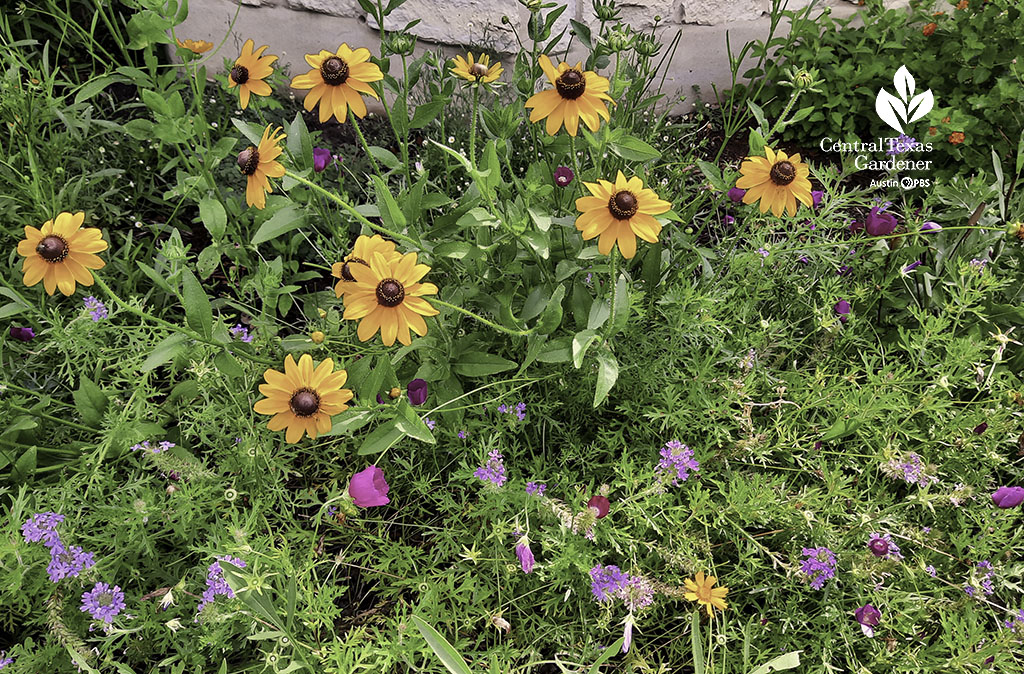 golden Black-eyed Susan flowers with purple winecup