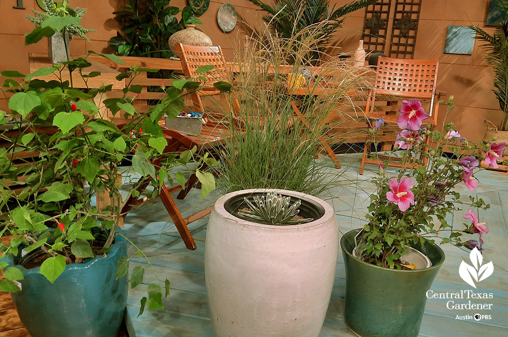 red-flowered plant, pink hibiscus flower, small white and green agave, tall grass with wheat-colored plumes