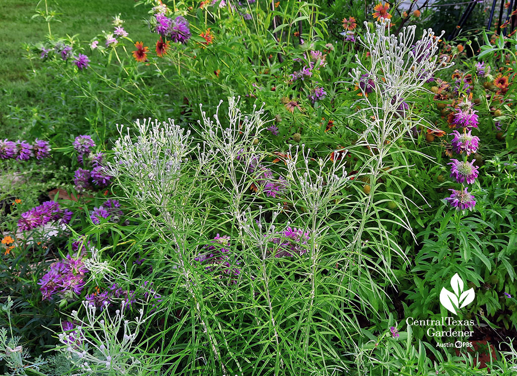 silvery-white "spidery" buds narrow-leafed wildflowers