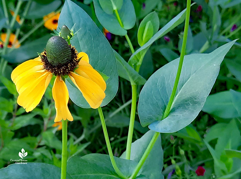 flower with golden yellow petals and cone-shaped center