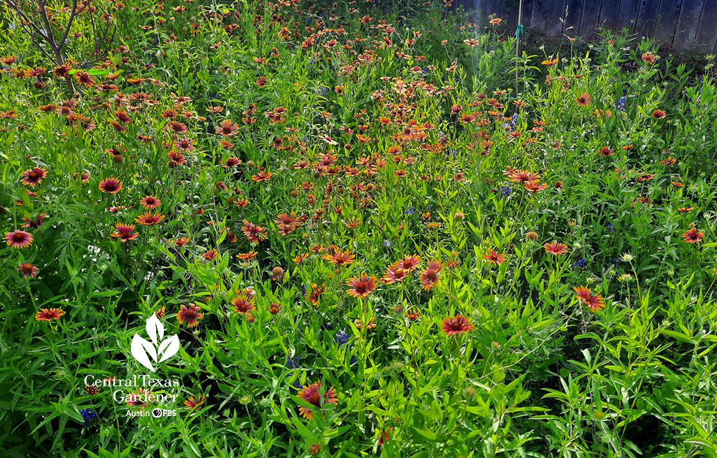 orange and gold wildflowers