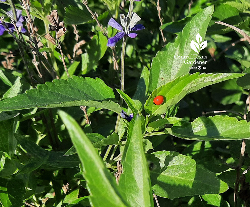 ladybug on leaf with of lavender flower 