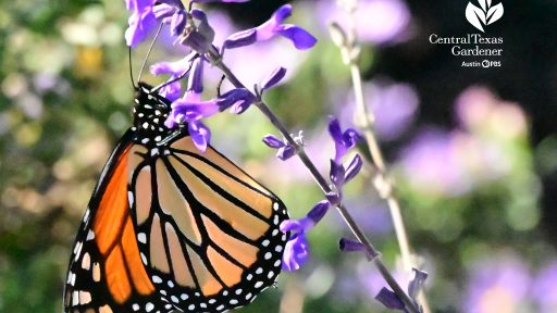 Monarch butterfly on lavender flower