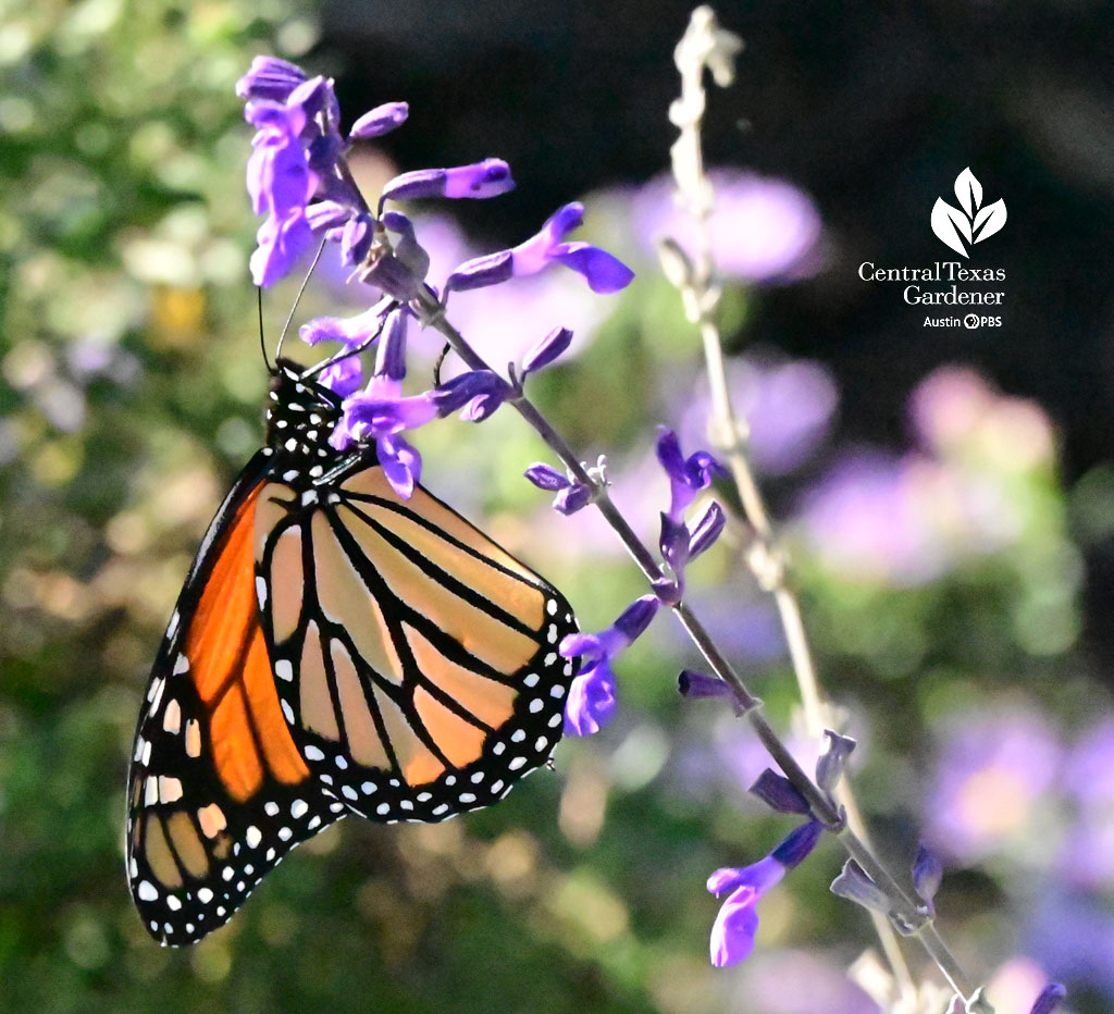 Monarch butterfly on lavender flower