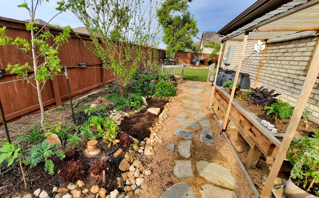 small raised aquaponics bed against house with small fruit trees and vegetables opposite a granite path