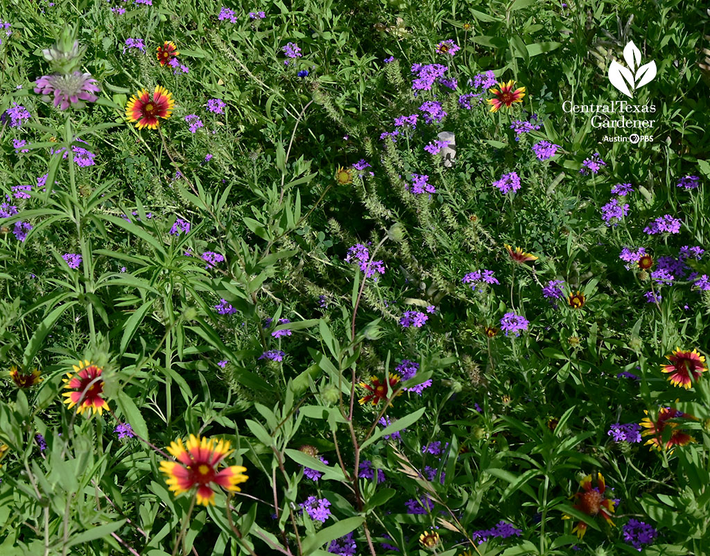 purple flowers with gold and orange-red wildflowers 