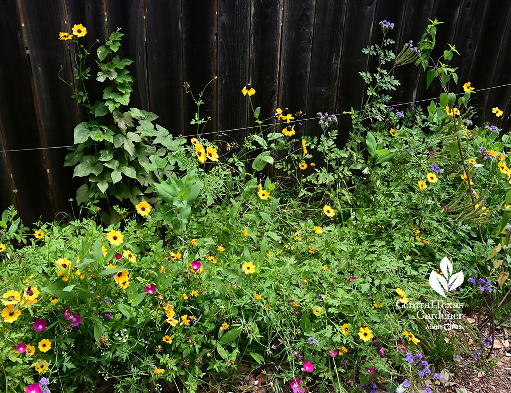 yellow, blue, and magenta flowers on fence