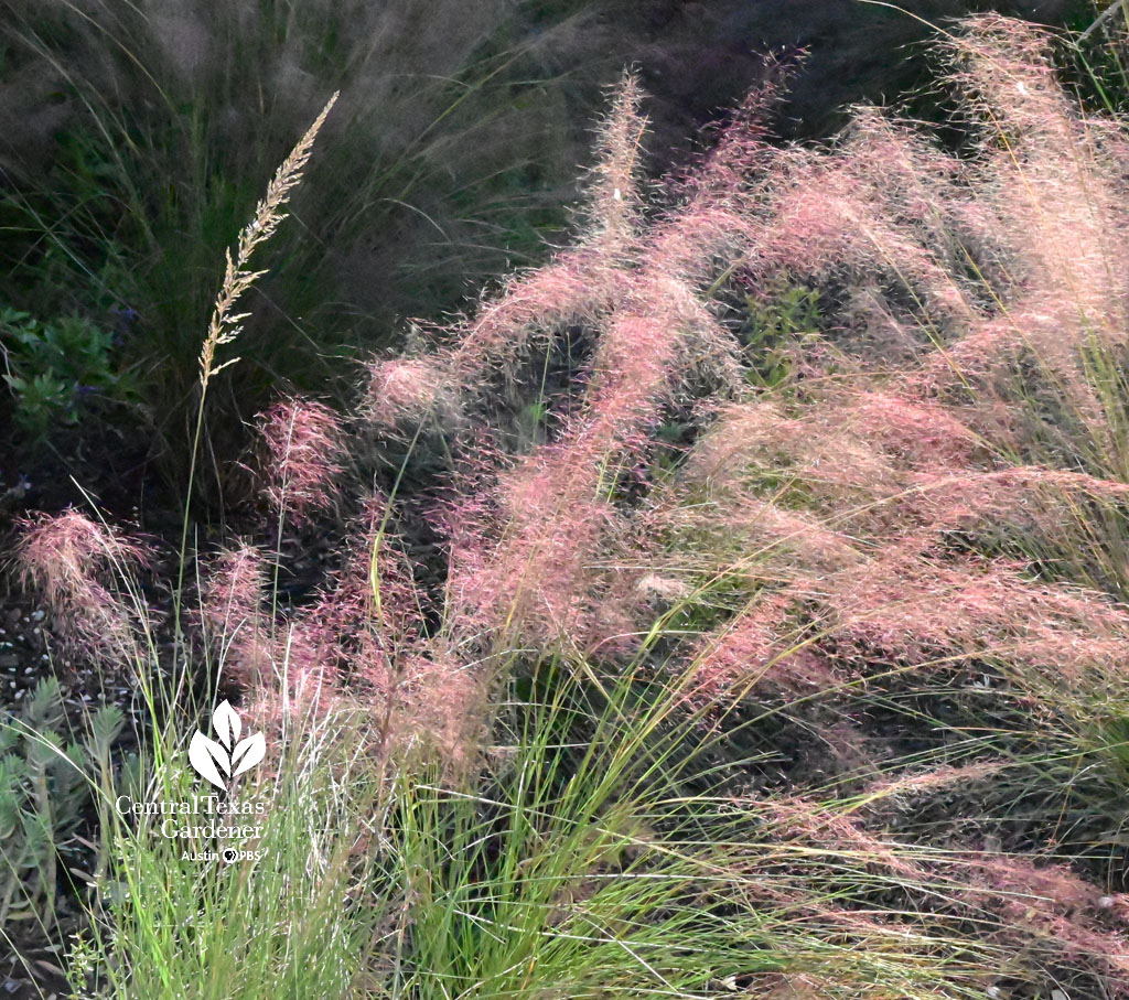 tall white-flowered grass flower with pink flower heads on other grass