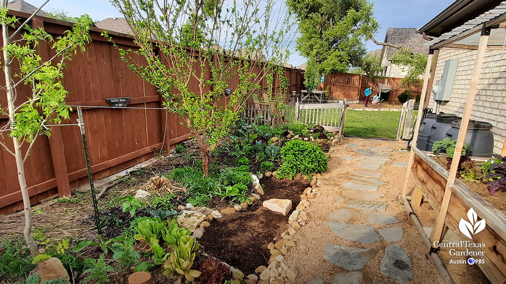 narrow garden along side of house with fruit trees, vegetables against gravel path