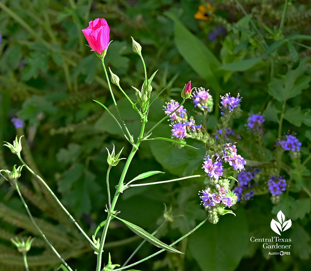 closed magenta flower on tall stalk with lavender blue flowers nearby