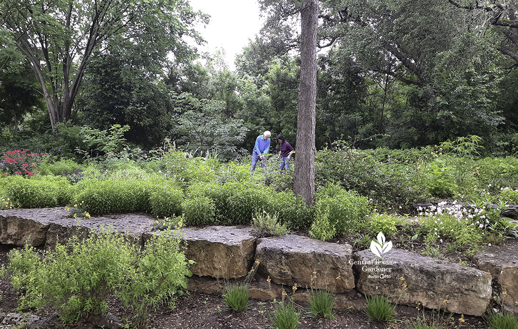 native plants against stone retaining wall; man and woman working in garden above