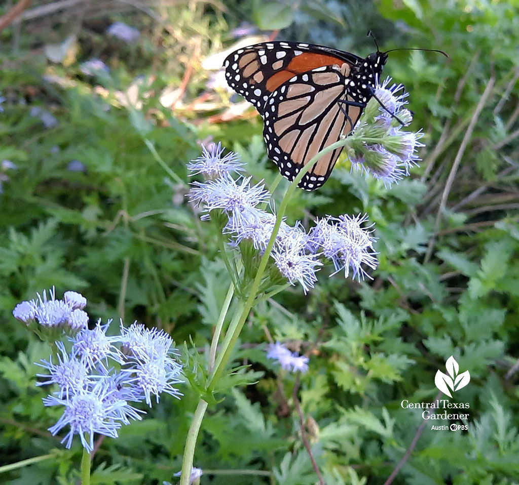 monarch butterfly on fuzzy lavender flowers