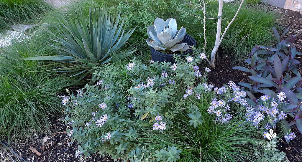 spiky yucca and silvery agave against lavender-flowering aster, purple tradescantia and green sedges
