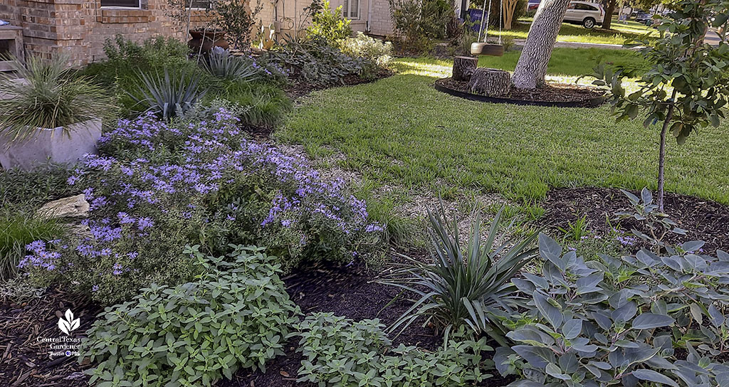 narrow garden encircling lawn with textural plants, grassy plants, and lavender-blooming aster