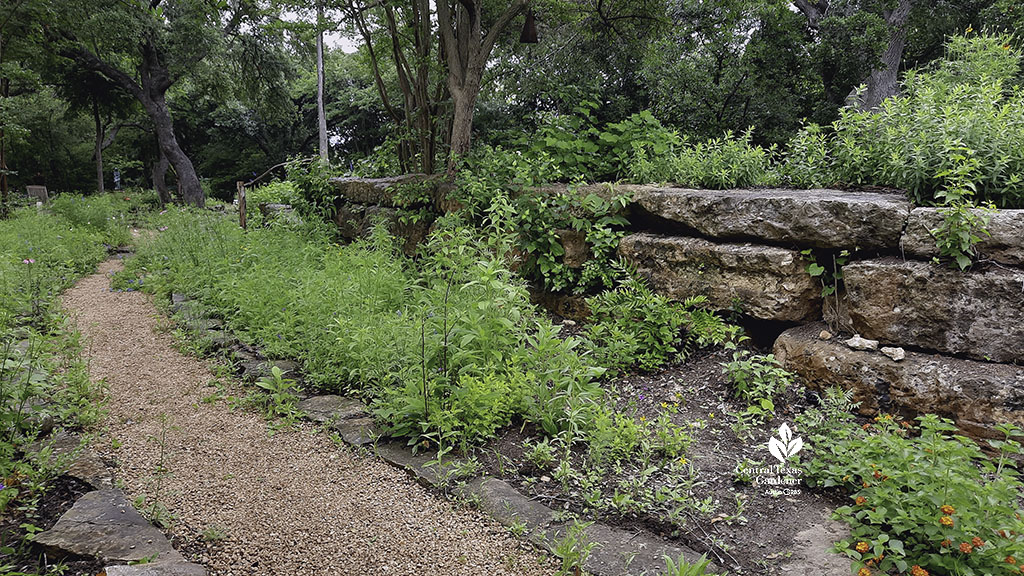 native plants along gravel path and cascading in and out of native stone walls