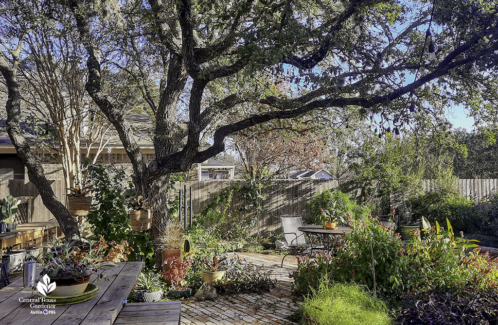 live oak tree shading brick patio with picnic table and many container plants