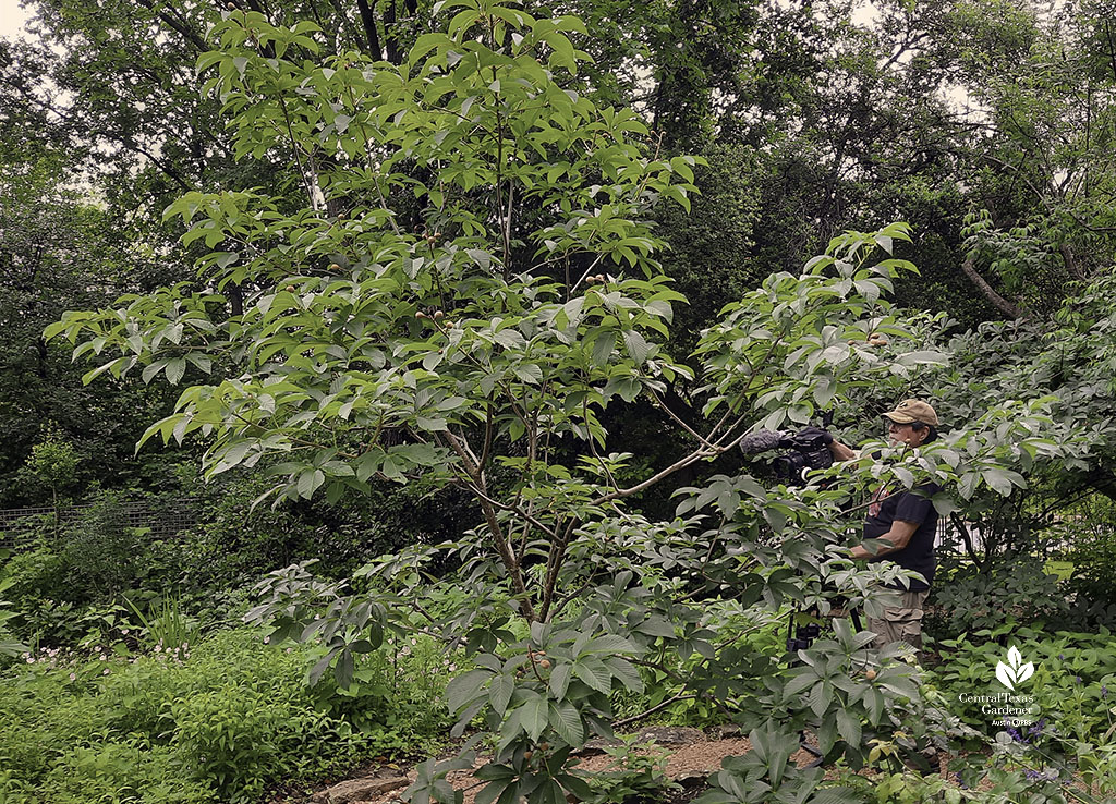 small tree and man with camera recording it 