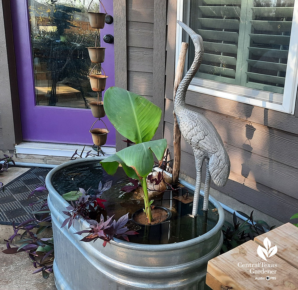 small oblong galvanized stock tank with heron sculpture, leafy cannas and other plants 