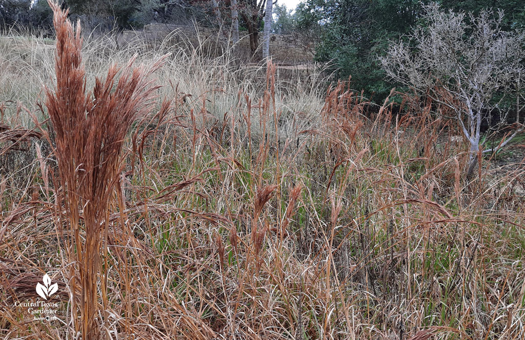 fluffy looking russet-colored grass seed head 