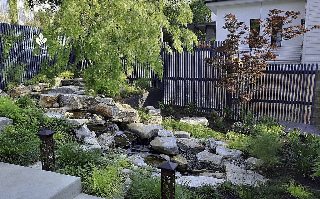 narrow front yard stream with wispy-leaved tree and one with red leaves 