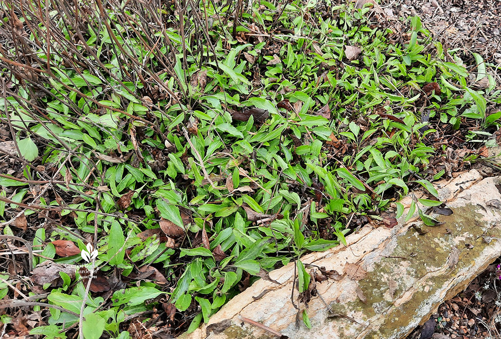 new growth close to ground