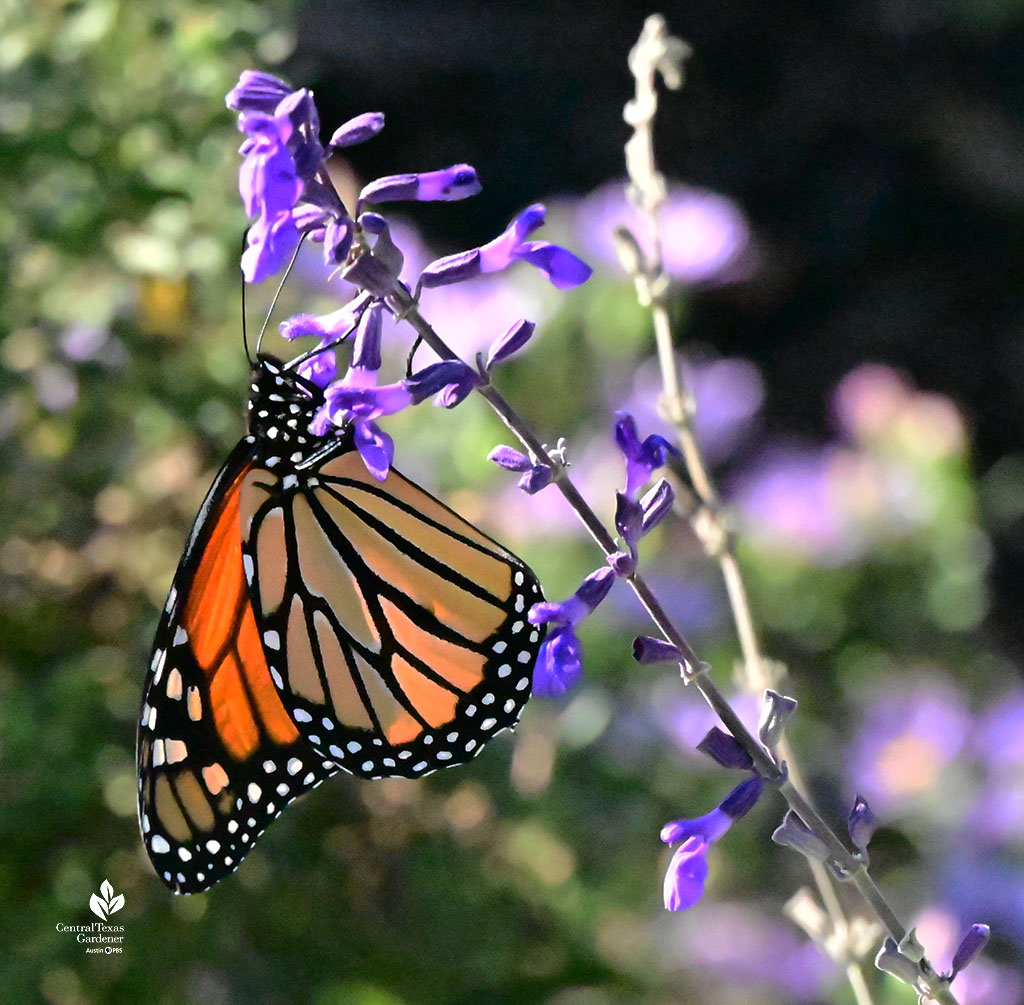 monarch butterfly on blue flower spike
