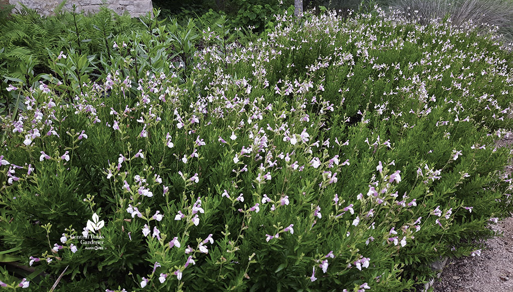 pink and white flowered salvia