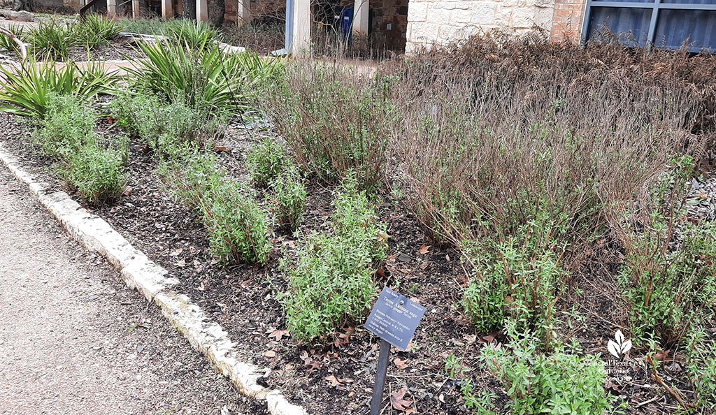 a row of small shrubs; some pruned and some still with old growth