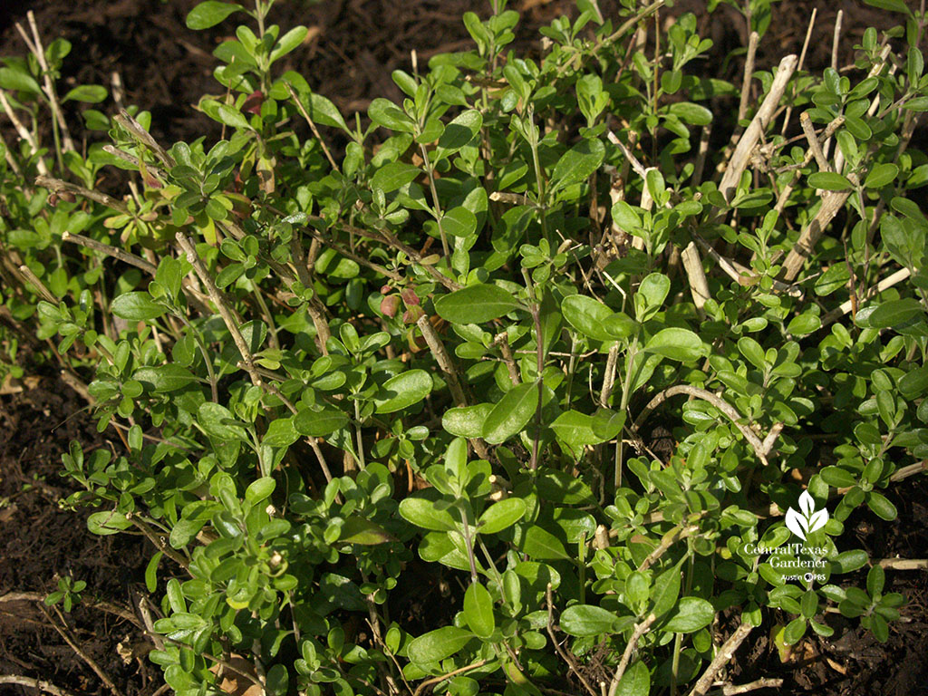 plant with cut branches