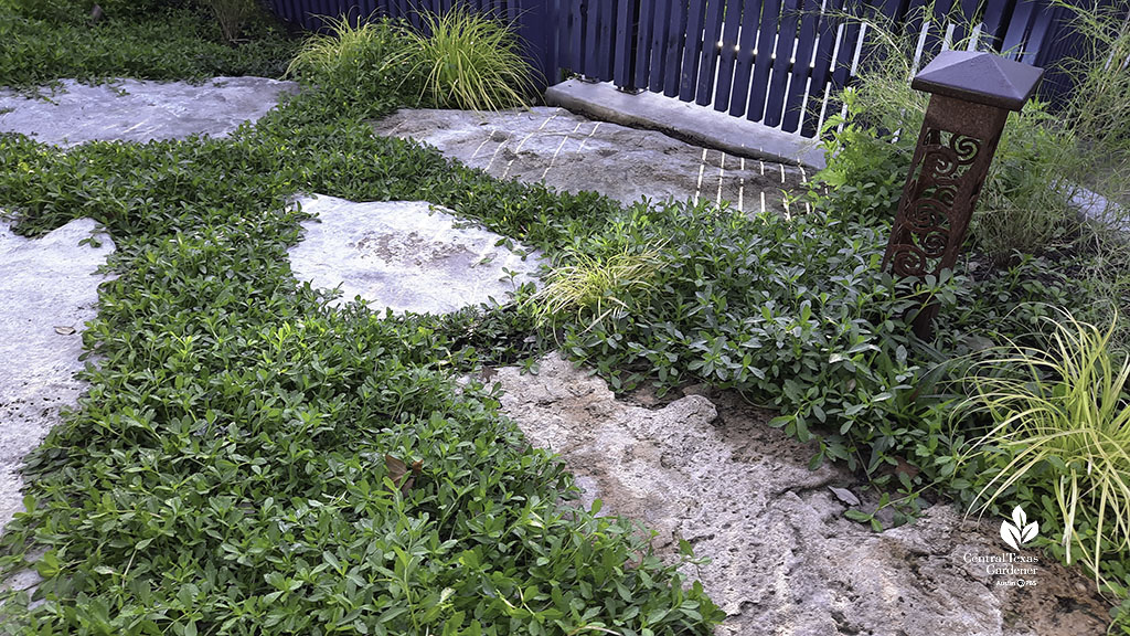 low groundcovers around limestone flagstones 