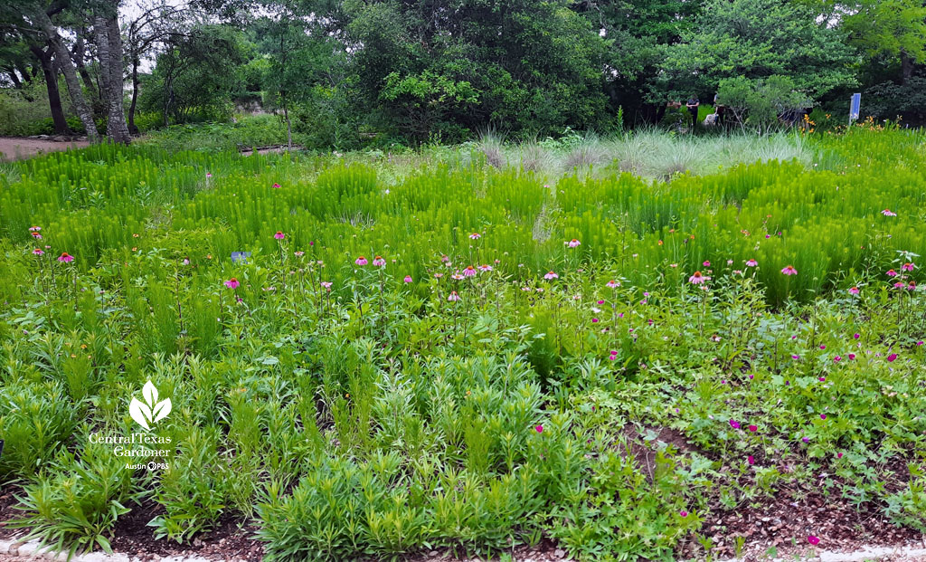 green leaves on emerging perennials, spots of blooming plants