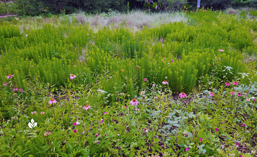 leafy green emerging perennials, pink coneflowers, silvery leaves foreground and background