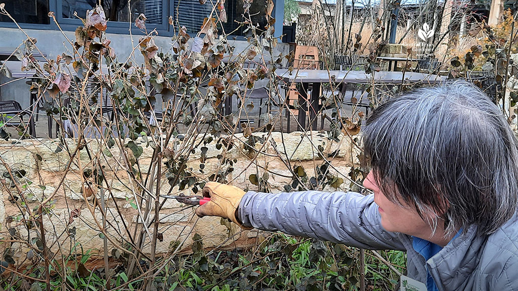 woman shows spot on woody branch to prune