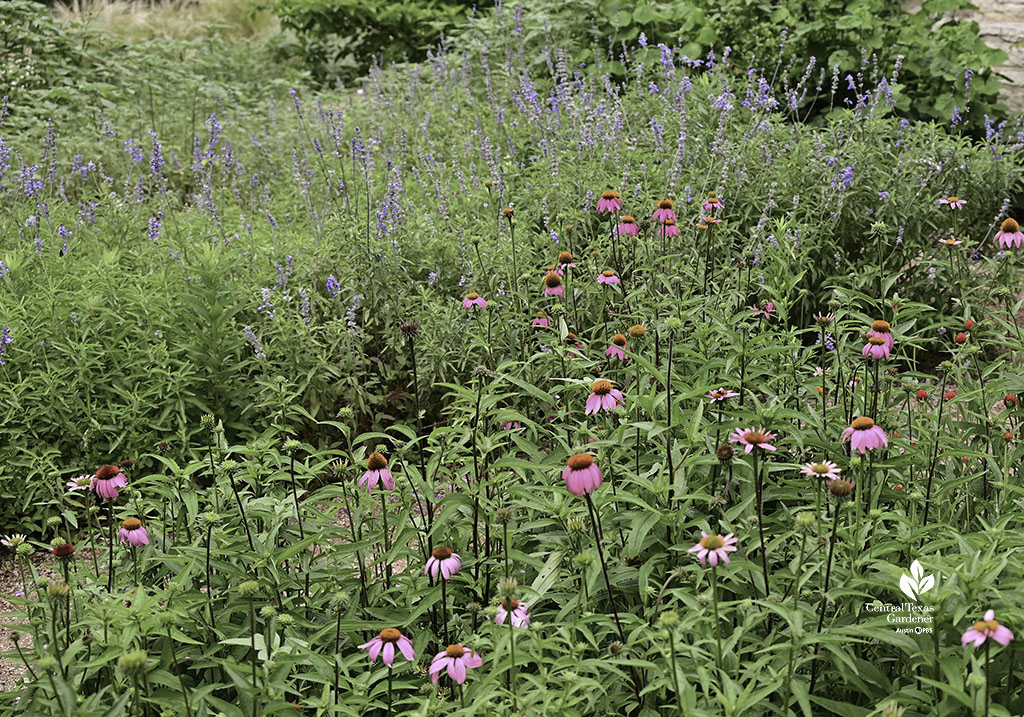 pink daisy-shaped flowers in front of pale blue flower spikes 