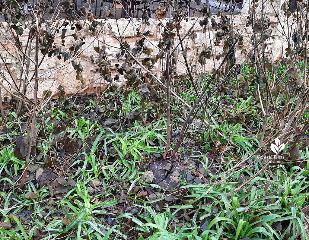 floppy soft green leaves of plants under browned stalks