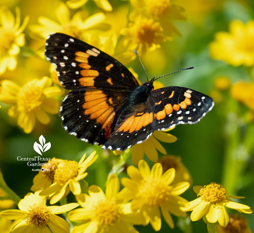 golden and black butterfly with white spots along wing margins getting nectar from golden flower