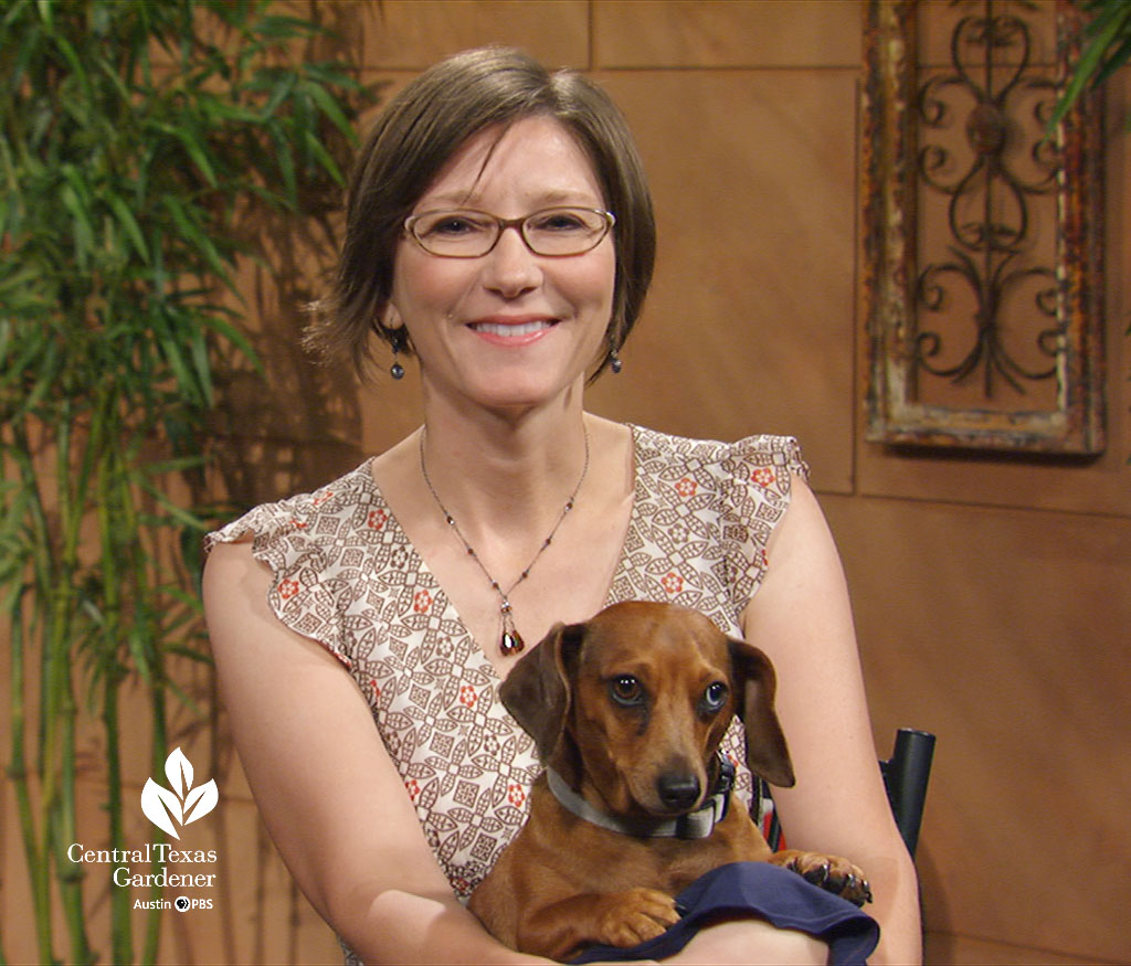 dog in woman's lap on TV set 