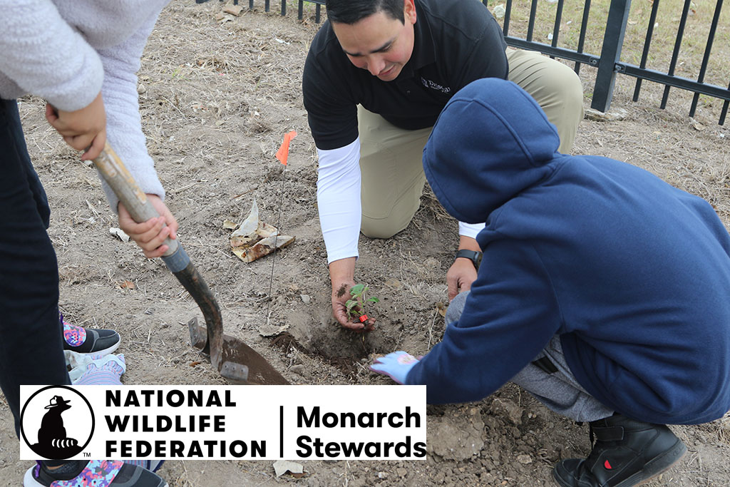 man planting new plant; graphic: National Wildlife  Federation Monarch Steward 