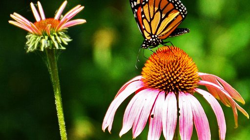 monarch butterfly on purple coneflower