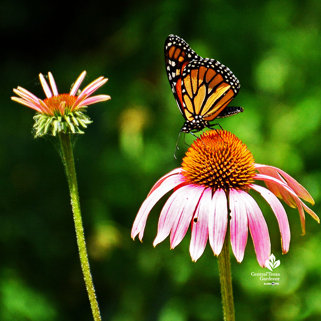 New Episode: Native weather-Resilient Habitats | Central Texas Gardener New Episode: Native weather-Resilient Habitats | Central Texas Gardener