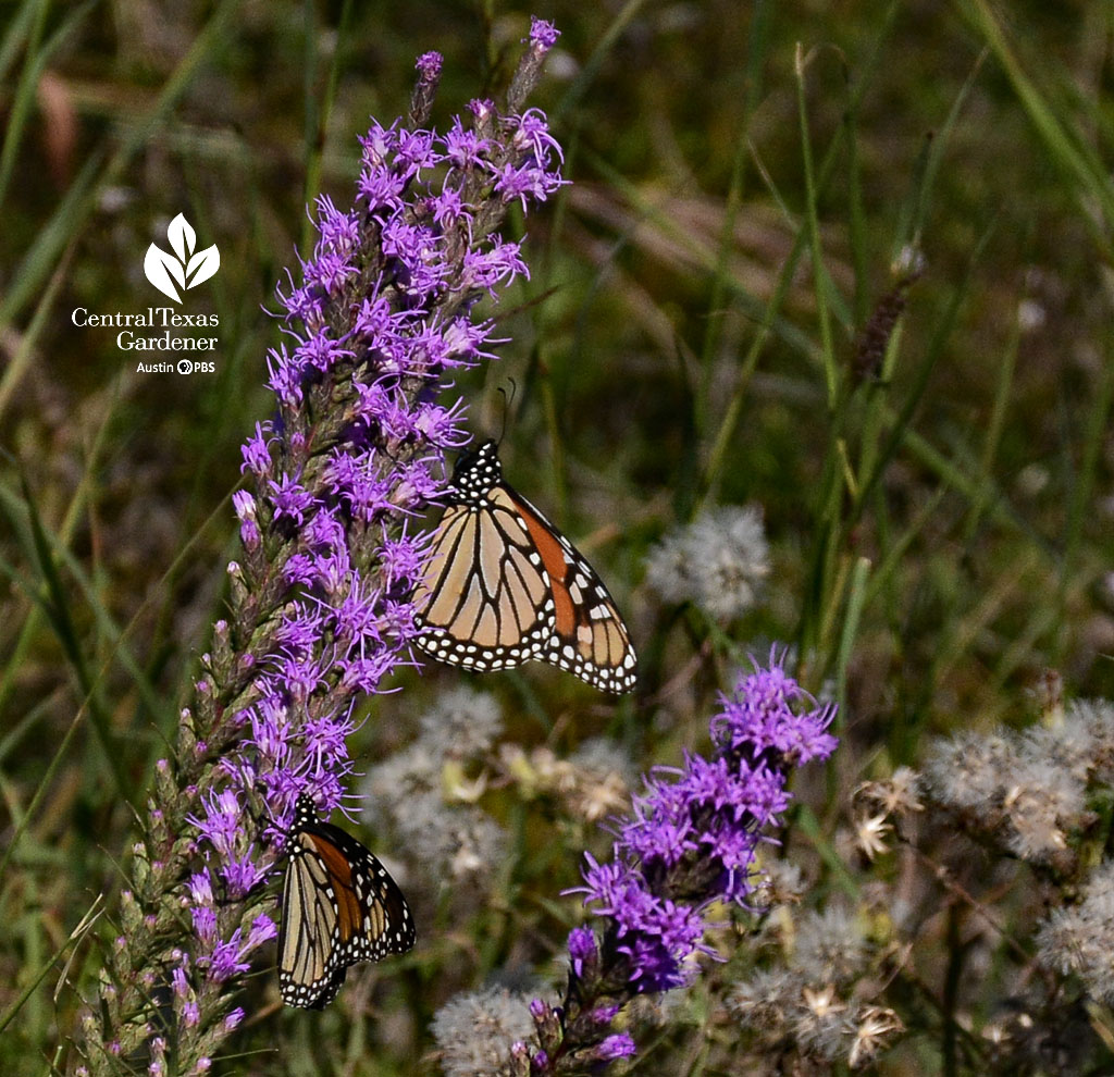 deep orange, black and white monarch butterfly on purple flower spike 