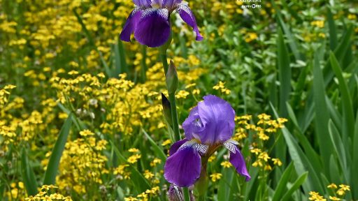 purple bearded irises against golden flowers