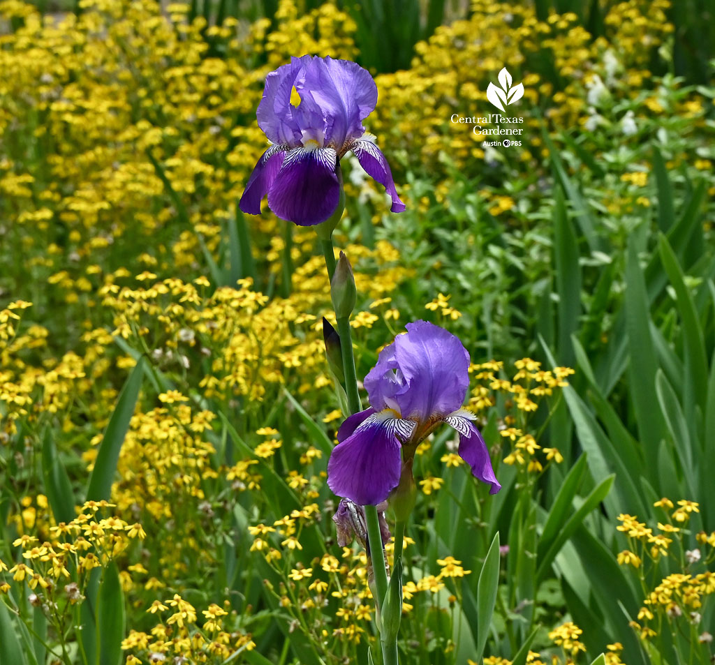 purple bearded irises against golden flowers 