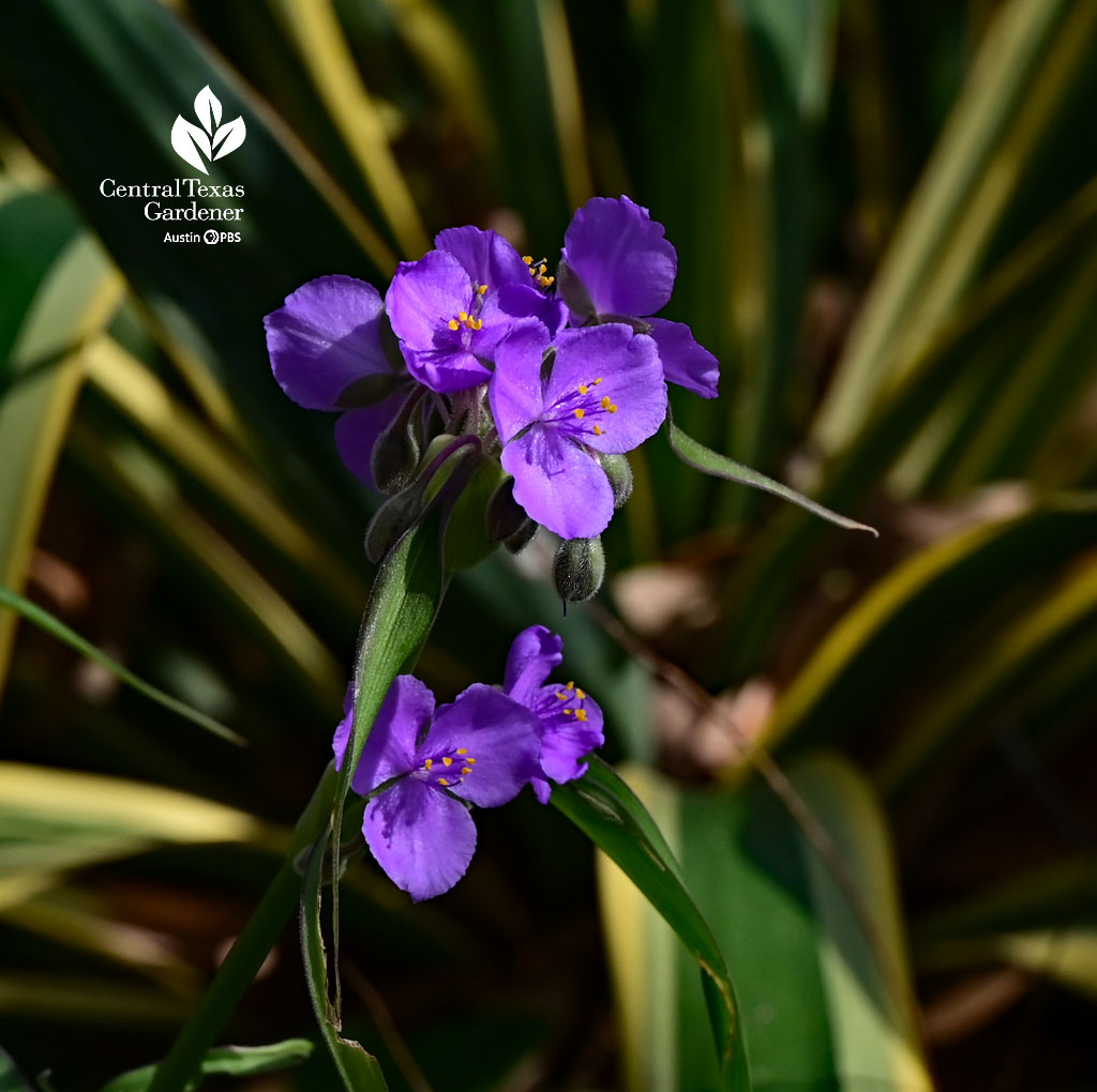 lavender blue flower against spiky green leaves edged with yellow