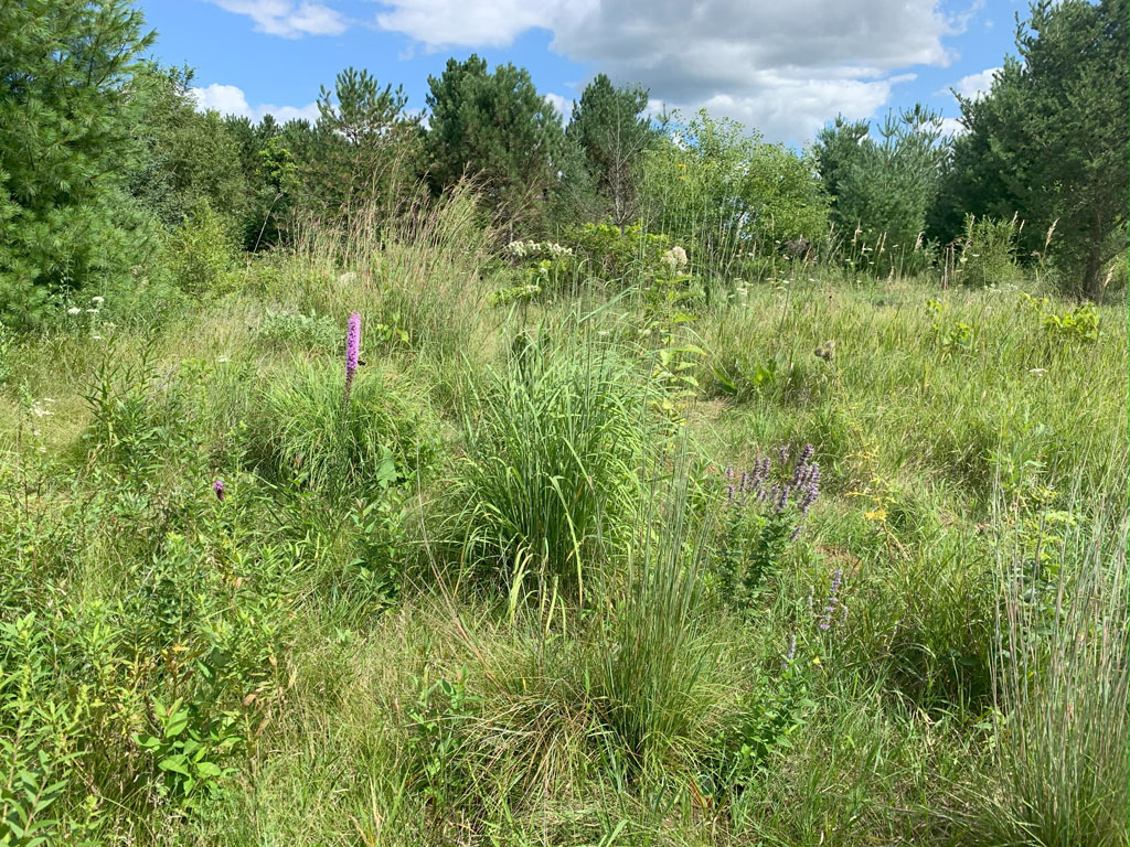 small prairie with grasses, purple flowers and white flowers 